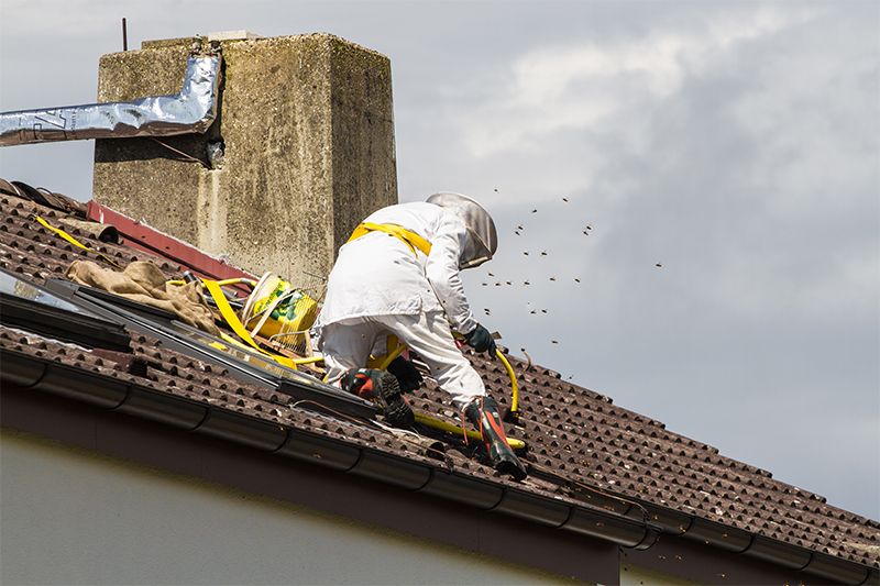 Bee Pest Control in Bradford West Yorkshire