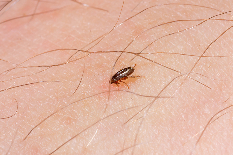 Flea Pest Control in Bradford West Yorkshire